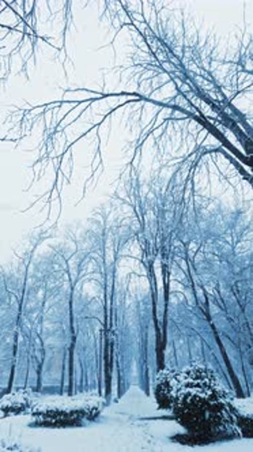 Vertical Snowy Winter Forest Reel