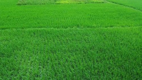 Aerial view shot of vast paddy fields.