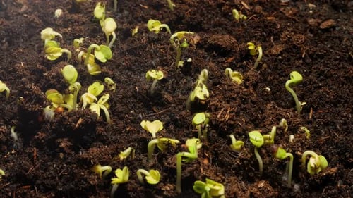 Seeds Sprouting in Soil Time Lapse