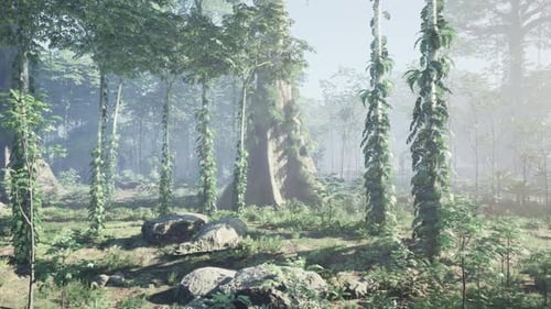 Dense Forest With Trees and Rocks