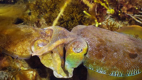 Giant Australian Cuttlefish Sepia apama Migration Whyalla South ...