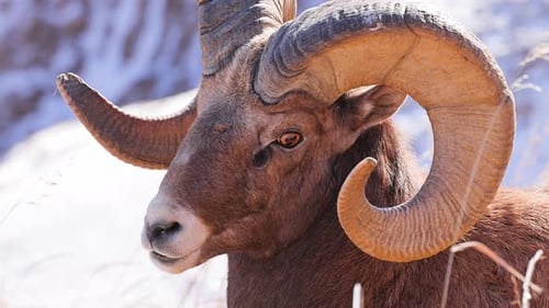 Wild Bighorn Sheep in Badlands National Park