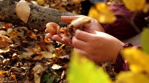 Closeup of a Young Woman Picking Orange Mushrooms in an Autumn Forest
