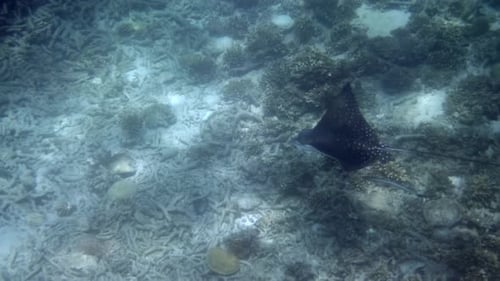 Embark on an Unforgettable Diving Adventure with Spotted Eagle Rays