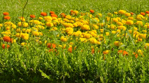Pan shot of garden with lots of yellow and orange flowers