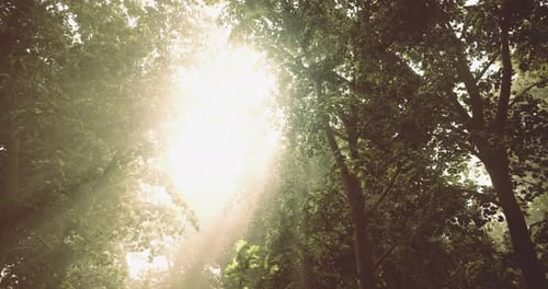 Sunlight Filters Through Lush Trees in a Peaceful Forest Setting