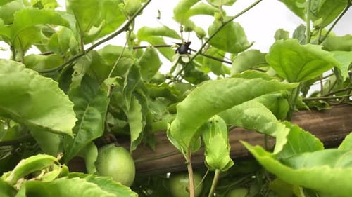 Close Up of Passion Fruit Growing on Vine
