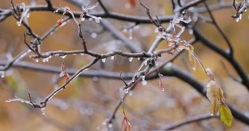 Les feuilles et les branches de l'arbre ont gelé lors des premières gelées matinales de la fin de l'automne.