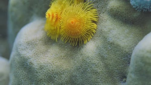 Yellow and Blue Christmas Tree Worms in Rocky Reefs in Sea