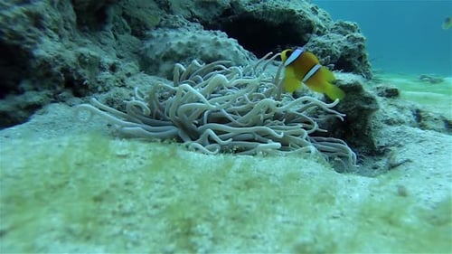 Clownfish guard anemone close up
