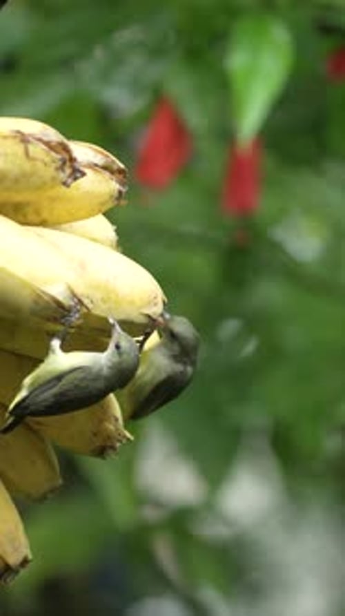 Orange bellied flowerpecker birds eating bananas in the garden