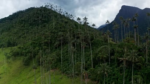 Aerial drone view of Cocora Valley, Salento, Colombia. Flying over the tallest wax palm trees in the