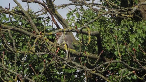 Grey Squirrel Sat On Tree Branch Using Back Leg To Scratch Itself Grooming Cleaning Sunny Daytime Wi