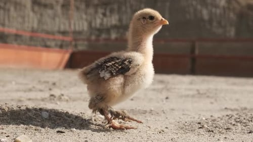Charming Baby Chicken Chirping and Wandering Across a Sunny Farm Setting
