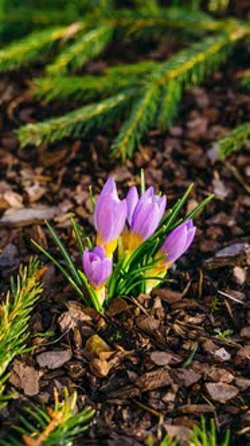 Fast vertical timelapse of violet crocus flower blooming on a sunny spring day. Bees collecting poll