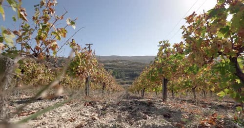 Viñedos que crecen en las laderas de las montañas en la bodega