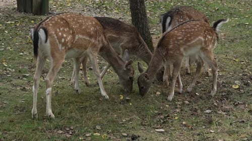 Young Deer Grazing on Green Grass in Nature