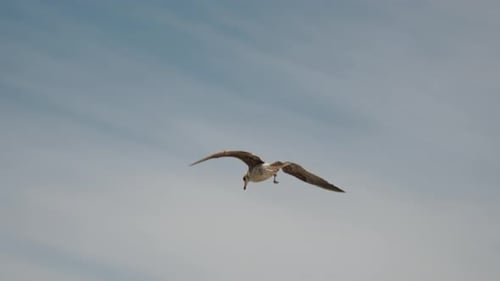 Closeup Of Seagull Flying Over The Sea With Palm Trees In The Background In Baja California Sur, Mex