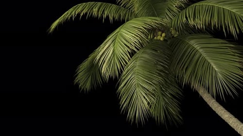 Tropical Palm Tree with Coconuts Gently Swaying Alpha Channel
