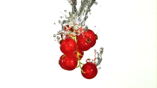 Branch of Red Currant Falls Underwater with Bubbles
