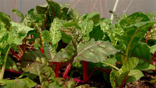 Young Leafy and Vibrant Swiss Chard Leaves in a Greenhouse
