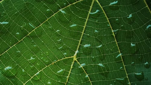 Close up abstract pattern of water droplets on a plant surface.