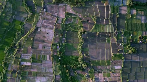 Green Nature Landscape of Rice Fields and Husbandry in Farm Environment at Bali