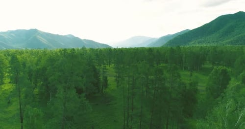 Aerial View Low Flight Above Evergreen Pine Tree Landscape with Endless Mountain Forest at Sunny