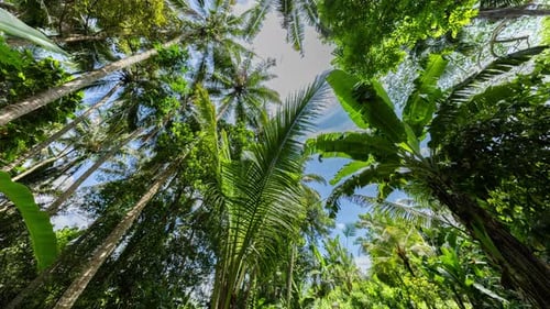 Palm Trees and Tropical Rainforest