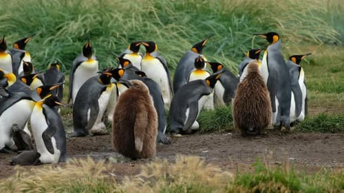 Adult and Baby Penguins Gather in Natural Habitat