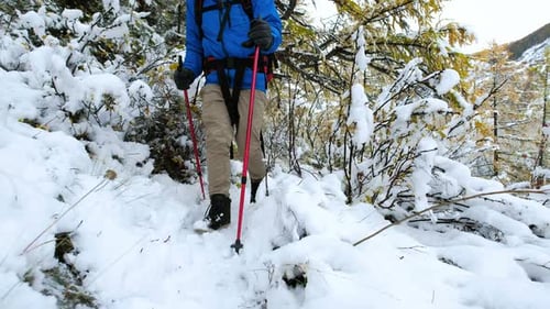 Portrait of Man Hiker Doing Hiking Outdoors in Winter Forest Caucasian Male Walks with Sticks and