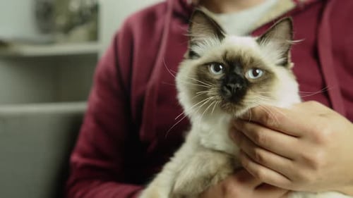 Man Gently Petting Beautiful Fluffy Cat Indoors