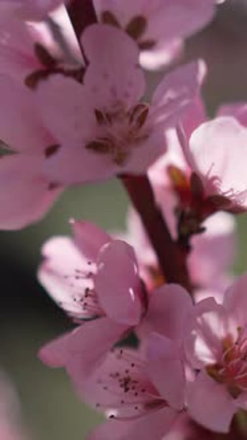 A Close Up of a Bright Pink Flowers Peach Tree Spring Bloom Vertical Video Slow Motion