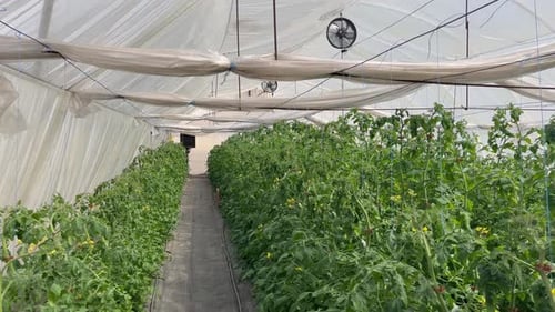 Green Tomato Plants Growing in Greenhouse