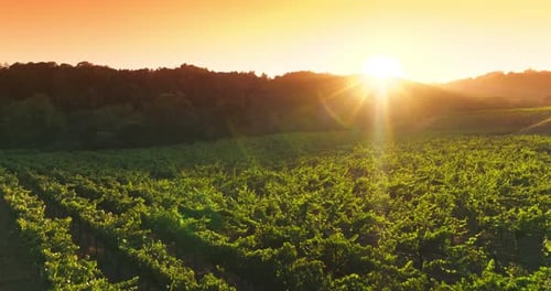 Green vineyards planted in rows in the rays of setting sun. Drone flying over the agricultural field
