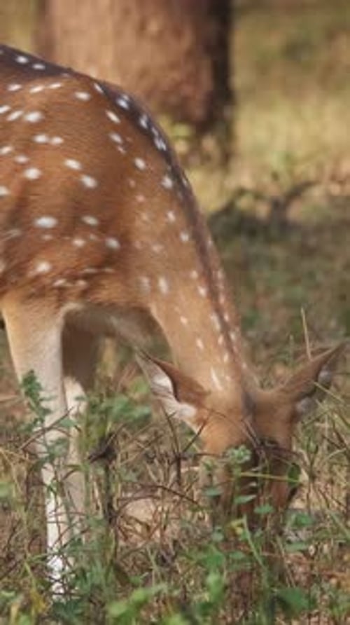 Beautiful Female Chital or Spotted Deer Grazing in Ranthambore National Park India