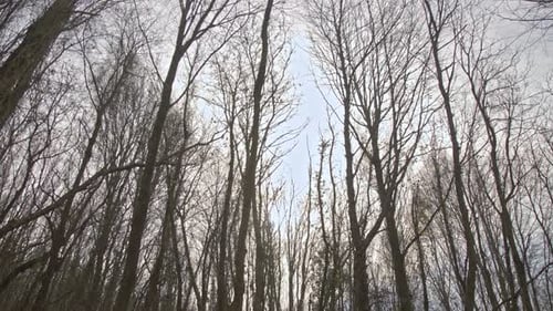 Epic Forest, trees, branches, leaves, roots, sun, clouds.