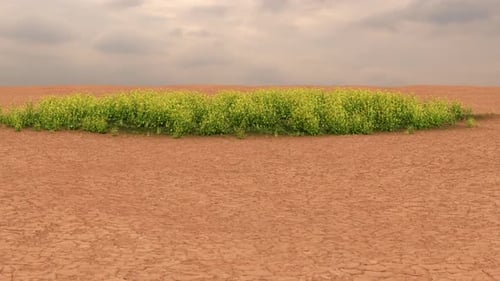 Time-Lapse of Green Plants Growing on Barren Cracked Earth