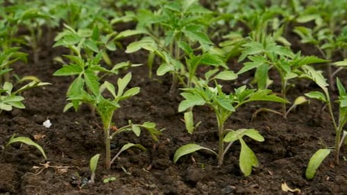Seedlings of Tomatoes Grow in the Garden