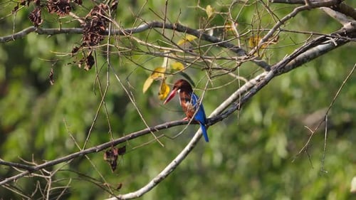 Colorful White Throated Kingfisher Bird Perched on Branch with Leaves