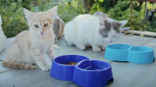 Domestic Cats Eat Food in the Garden From Colorful Bowls
