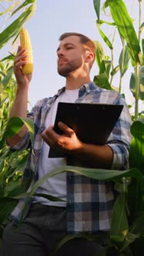 Farmer Inspecting Corn Cob Harvest in Field