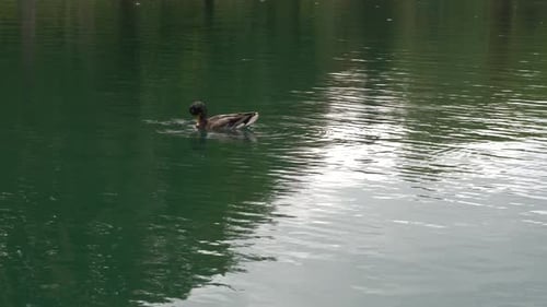 A duck that is busy, clean up himself while looking around. Also, you can see the reflection of the