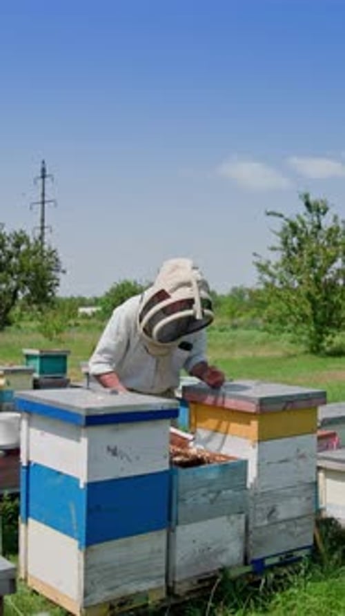 Apiarist working near wooden beehives. Bees flying and carrying honey on the apiary.