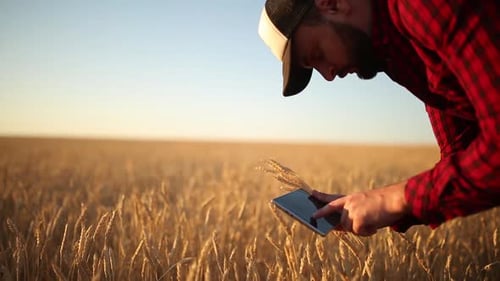 Farmer Using Tablet in Golden Wheat Field