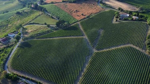 production area of Italian white wine, grapevine fields at sunset