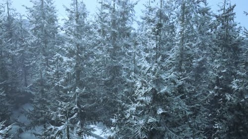 A Serene Winter Wonderland in a Snowcovered Forest