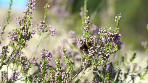 Bumblebee Pollinating Pink Flowers on Sunny Day