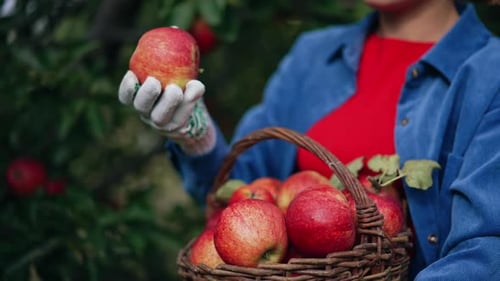 Hermosas manzanas maduras rojas jugosas recogidas en una canasta.