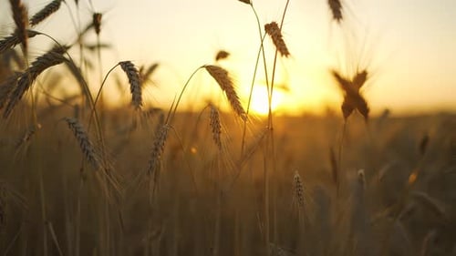 Wheat Field Ears of Wheat Swaying From the Gentle Wind at Sunset